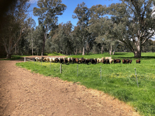 Cattle grazing on river flats at Switzerland