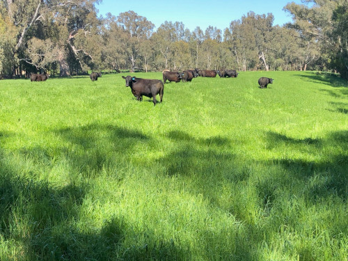 Lush paddock at Switzerland with Wagyu cattle